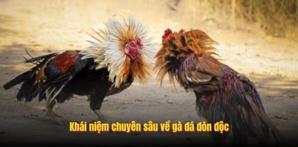 Gà Đá Đòn Độc - Bí Kíp Nhận Diện Thần Kê Từ Chuyên Gia Alo789