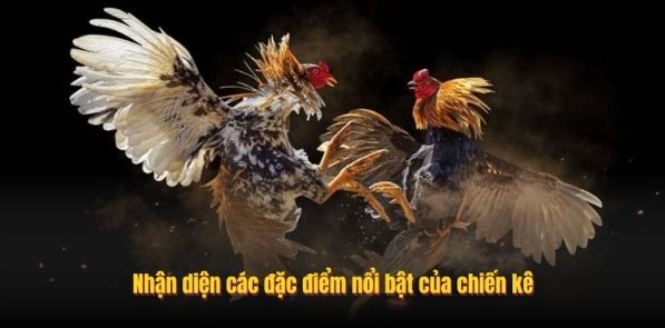 Gà Đá Đòn Độc - Bí Kíp Nhận Diện Thần Kê Từ Chuyên Gia Alo789