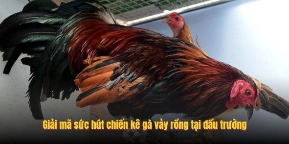 Gà Vảy Rồng - Nhận Diện Thần Kê Qua Các Trận Chiến Tại SV388