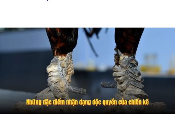 Gà Vảy Rồng - Nhận Diện Thần Kê Qua Các Trận Chiến Tại SV388