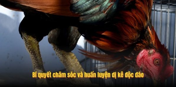 Gà Vảy Rồng - Nhận Diện Thần Kê Qua Các Trận Chiến Tại SV388