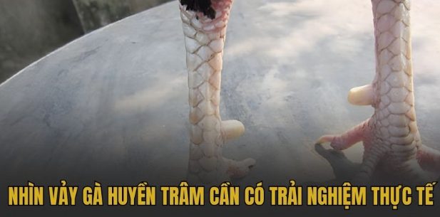 Giải Mã Vảy Gà Huyền Trâm - Dấu Hiệu Thần Kê Bất Bại Giải Mã Vảy Gà Huyền Trâm - Dấu Hiệu Thần Kê Bất Bại