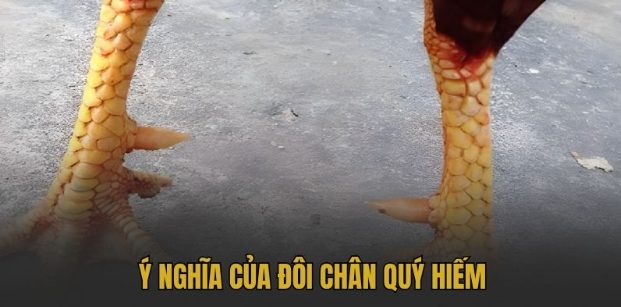 Giải Mã Vảy Gà Huyền Trâm - Dấu Hiệu Thần Kê Bất Bại Giải Mã Vảy Gà Huyền Trâm - Dấu Hiệu Thần Kê Bất Bại