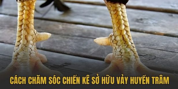 Giải Mã Vảy Gà Huyền Trâm - Dấu Hiệu Thần Kê Bất Bại Giải Mã Vảy Gà Huyền Trâm - Dấu Hiệu Thần Kê Bất Bại