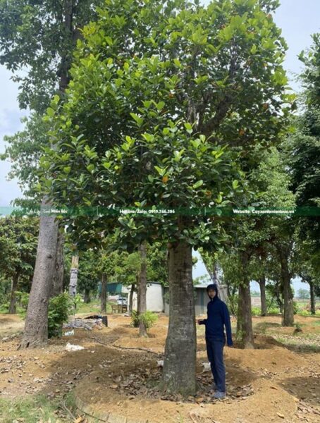 Mít thái với những múi vàng ươm và hạt bên trong, tượng trưng cho giá trị dinh dưỡng phong phú.